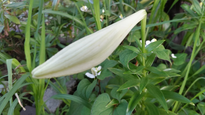 テッポウユリの蕾 東京都大田区平和島公園