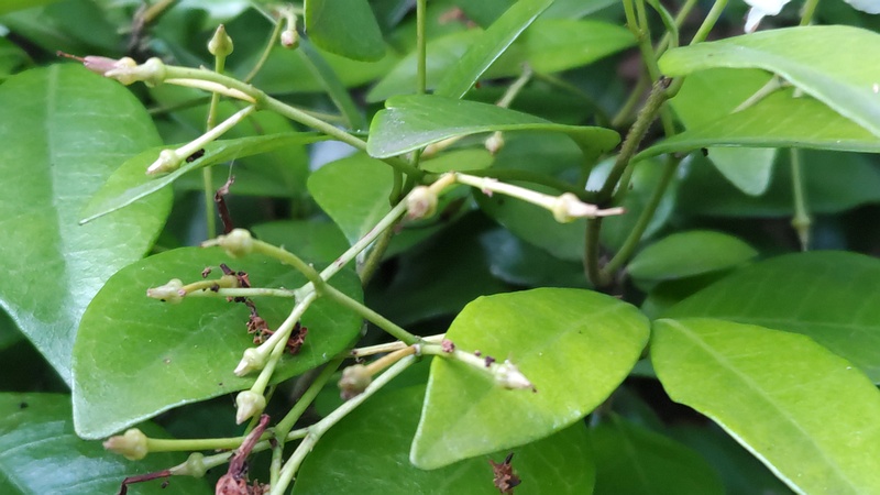 テイカカズラの果実 東京都大田区平和の森公園