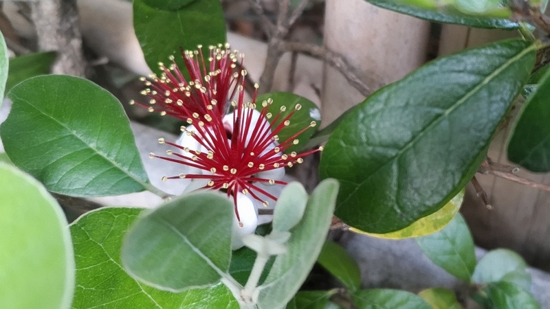 フェイジョアの花 東京都大田区平和の森公園