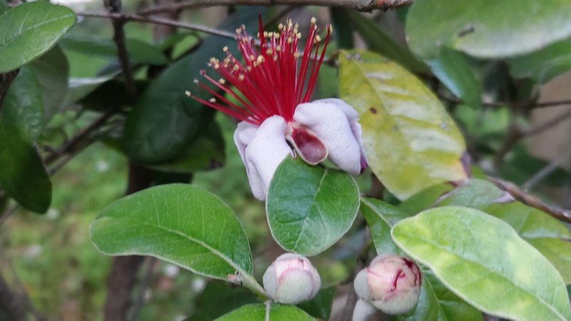 フェイジョアの花 東京都大田区平和の森公園