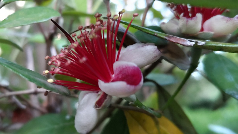 フェイジョアの花 東京都大田区平和の森公園