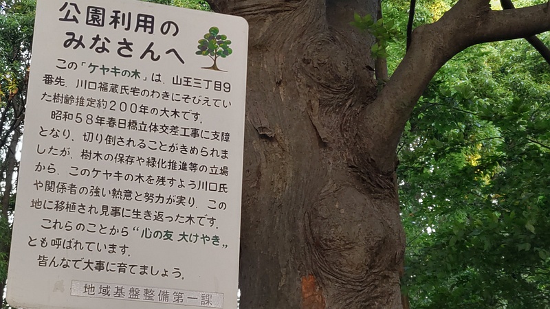 推定約２００年のケヤキ 東京都大田区平和の森公園