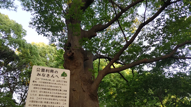 推定約２００年のケヤキ 東京都大田区平和の森公園