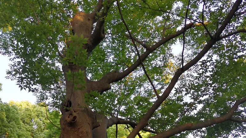 推定約２００年のケヤキ 東京都大田区平和の森公園