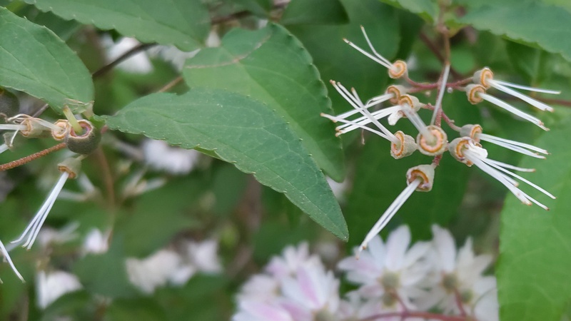 サラサウツギの花と花後 東京都大田区平和の森公園