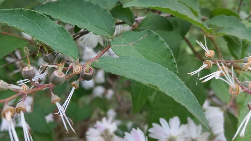 サラサウツギの花と花後 東京都大田区平和の森公園