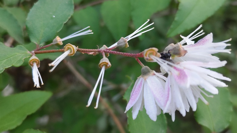 サラサウツギの花と花後 東京都大田区平和の森公園
