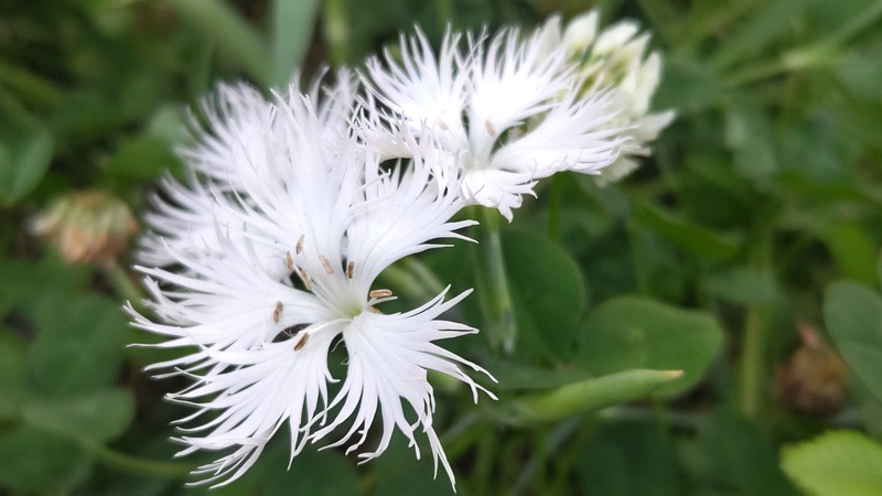 カワラナデシコの花 東京都大田区平和の森公園