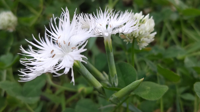 カワラナデシコの花 東京都大田区平和の森公園
