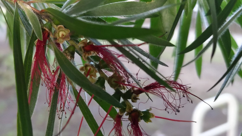 ブラシノキの果実 東京都大田区平和の森公園