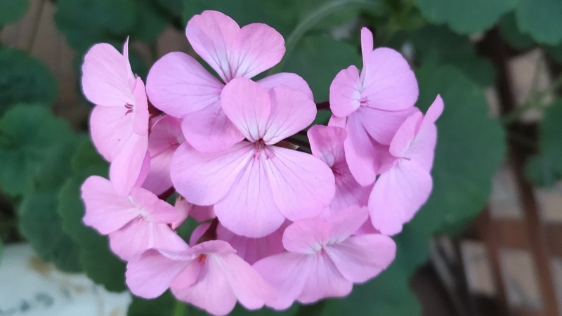 テンジクアオイの花 東京都大田区平和の森公園