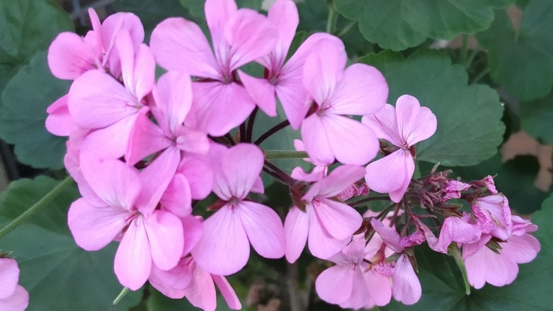 テンジクアオイの花 東京都大田区平和の森公園