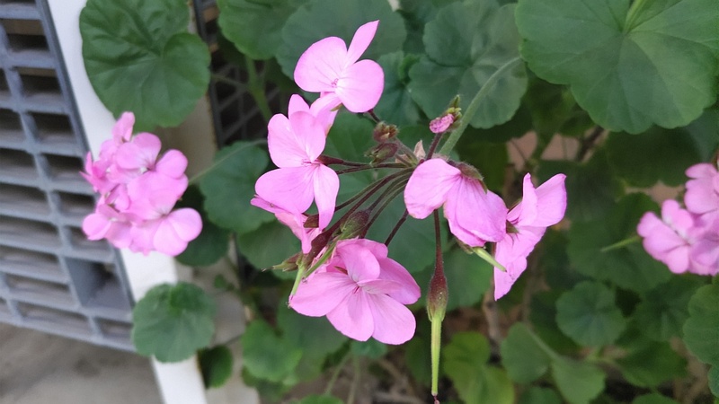 テンジクアオイの花 東京都大田区平和の森公園