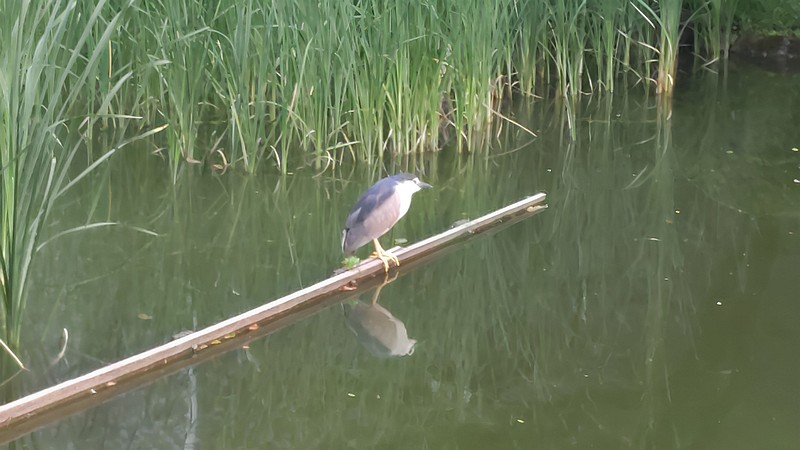ゴイサギ 東京都大田区平和の森公園