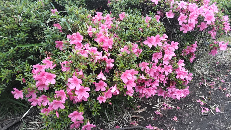 オオムラサキツツジの花 東京都大田区平和島公園