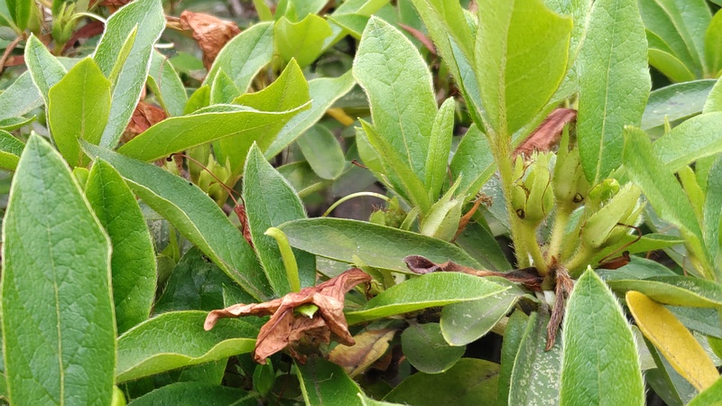 ツツジの果実 東京都大田区平和島公園