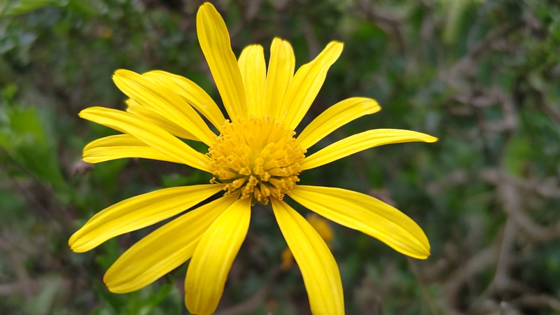 マーガレットコスモスの花 東京都大田区平和島公園