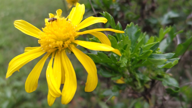 マーガレットコスモスの花 東京都大田区平和島公園