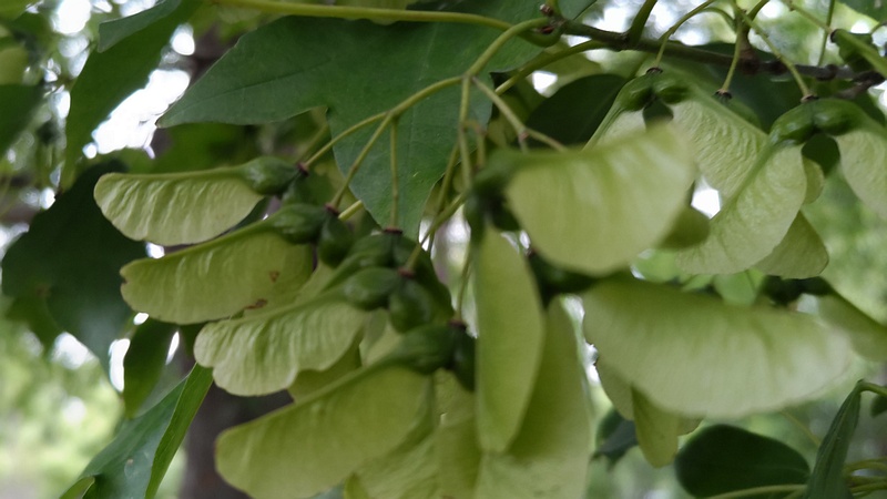 トウカエデの果実 東京都大田区平和島公園