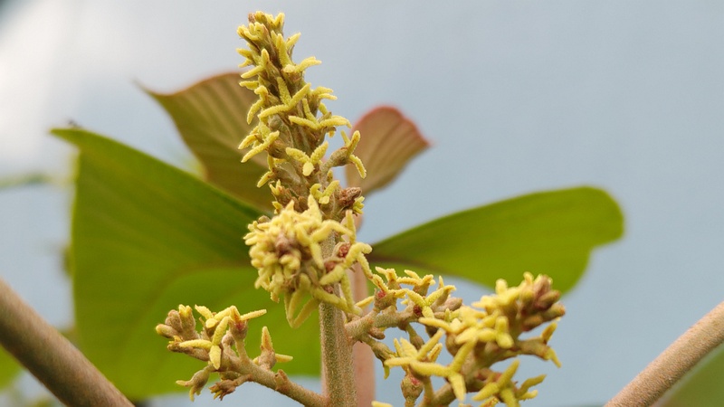アカメガシワの雌花 東京都大田区平和島公園