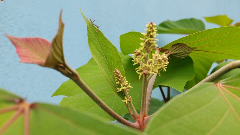 アカメガシワの雌花 東京都大田区平和島公園