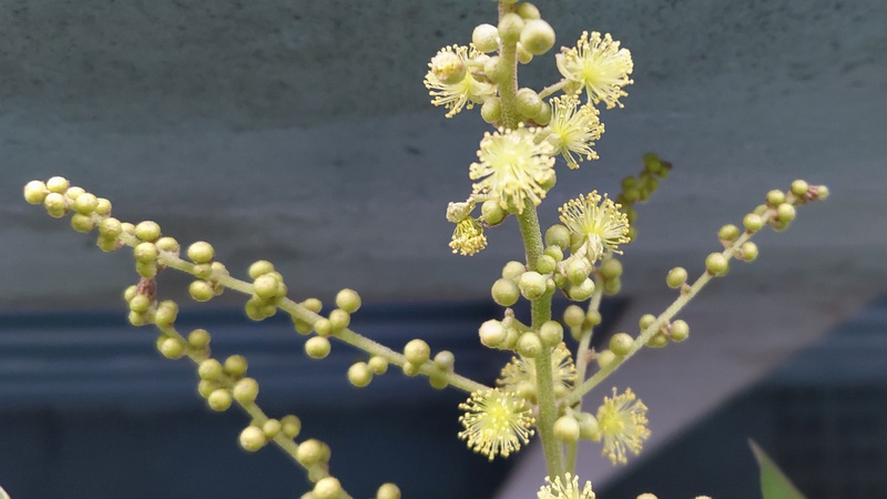 アカメガシワの雄花 東京都大田区平和島公園