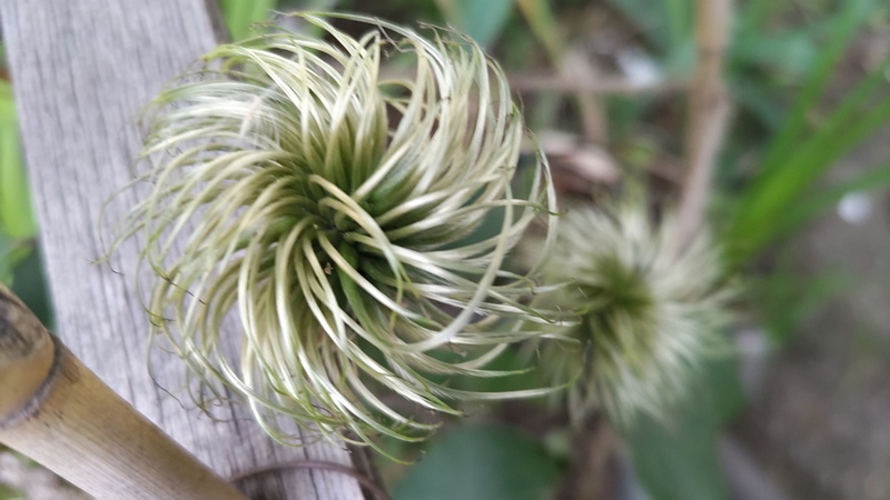 クレマチスの果実 東京都大田区平和島公園