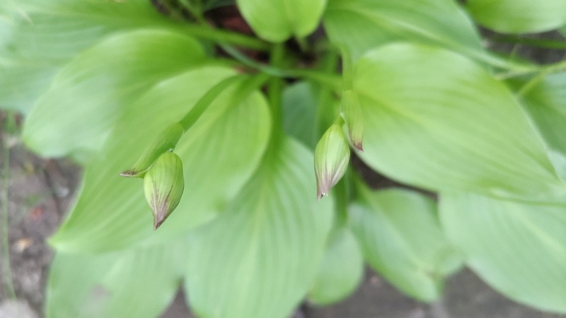 オオバギボウシの蕾 東京都大田区平和島公園