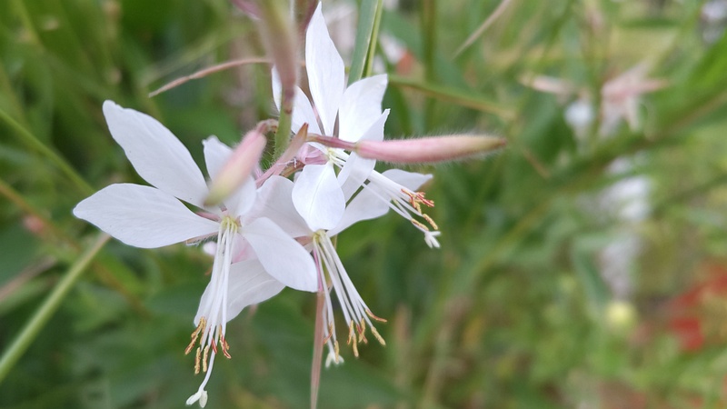 ハクチョウソウの花 東京都大田区平和島公園