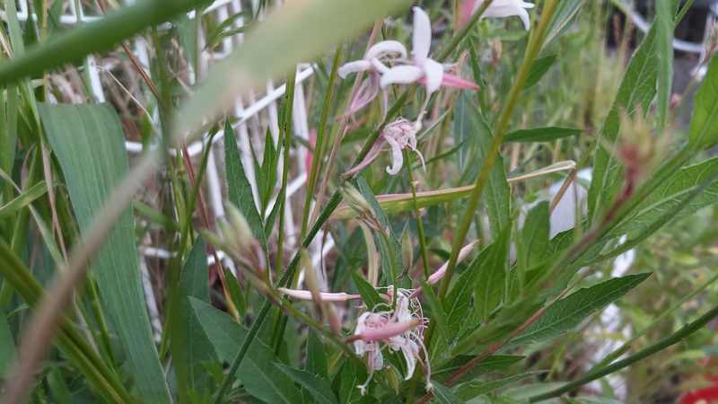 ハクチョウソウの花 東京都大田区平和島公園