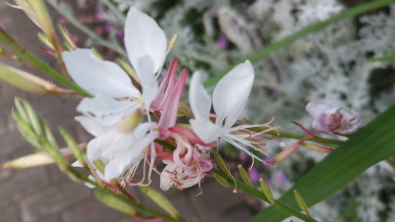 ハクチョウソウの花 東京都大田区平和島公園