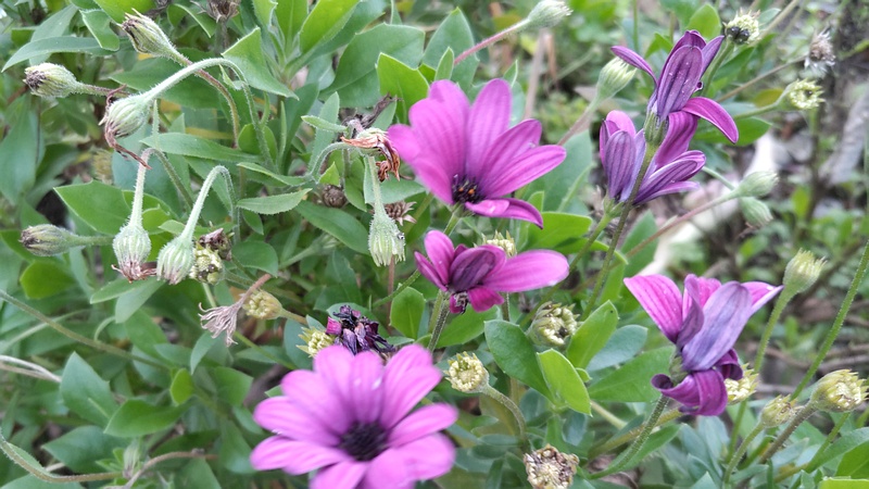 アフリカキンセンカの花 東京都大田区平和島公園