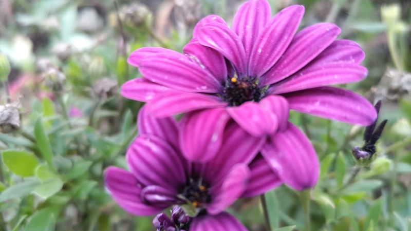 アフリカキンセンカの花 東京都大田区平和島公園