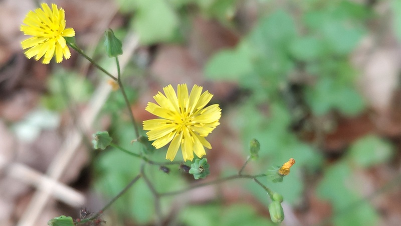 オニタビラコの花 東京都大田区平和の森公園