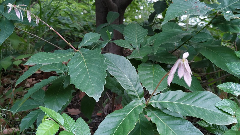 コナラの若葉 東京都大田区平和の森公園