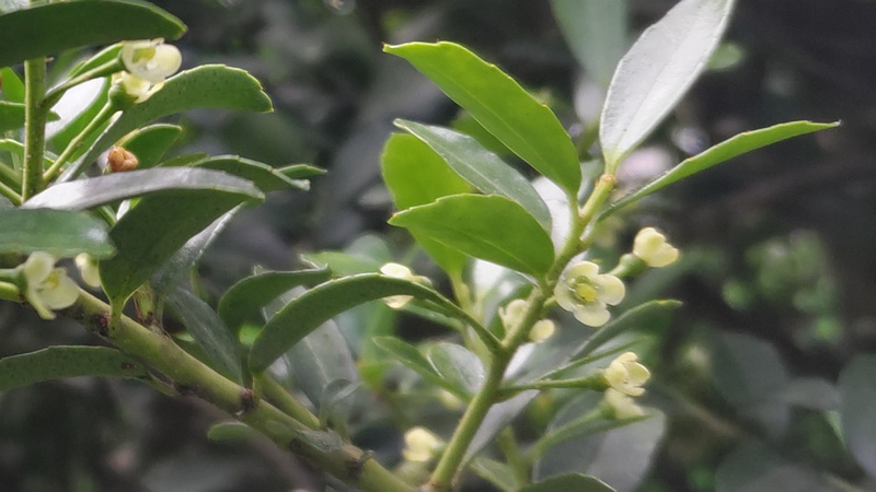 イヌツゲの花 東京都大田区平和島公園