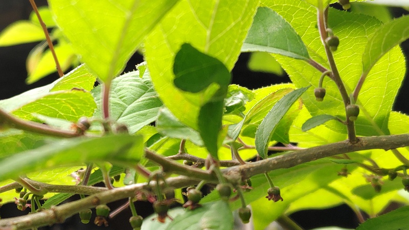 ウメモドキの蕾 東京都大田区平和島公園