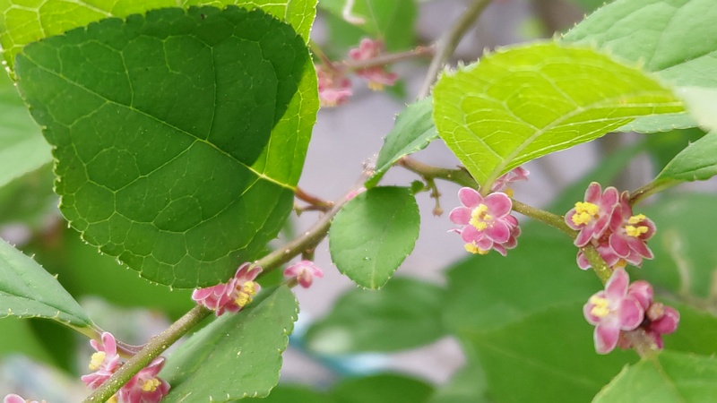 ウメモドキの雄花 東京都大田区平和島公園