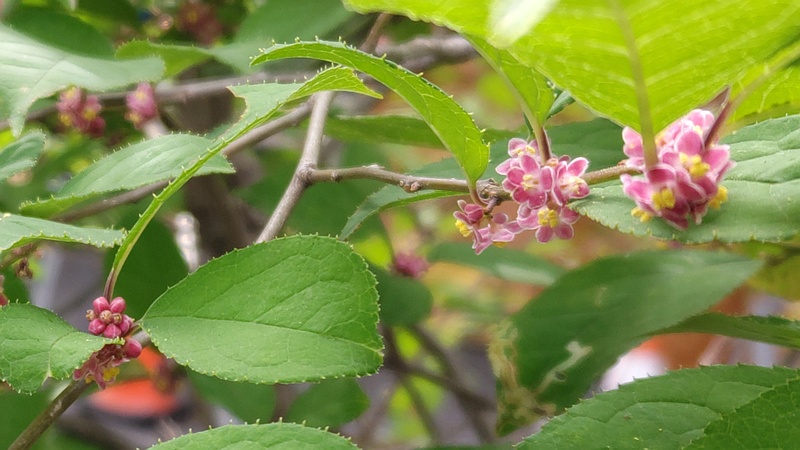 ウメモドキの雄花 東京都大田区平和島公園