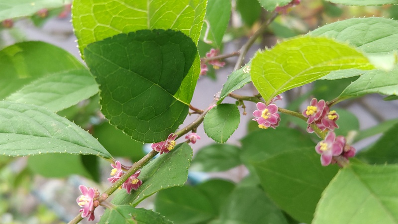 ウメモドキの雄花 東京都大田区平和島公園