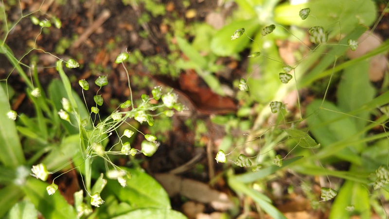 ヒメコバンソウ 東京都大田区平和島