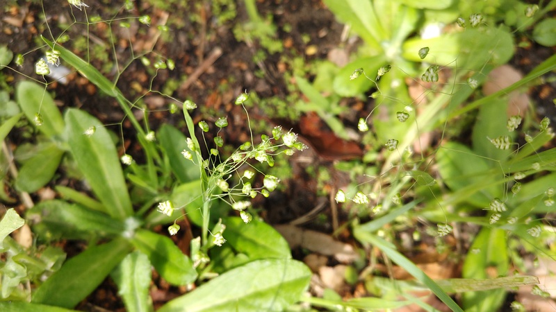 ヒメコバンソウ 東京都大田区平和島