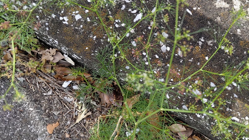 マツバゼリ 東京都大田区大和大橋