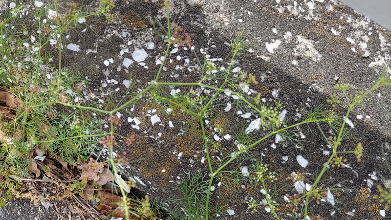 マツバゼリ 東京都大田区大和大橋