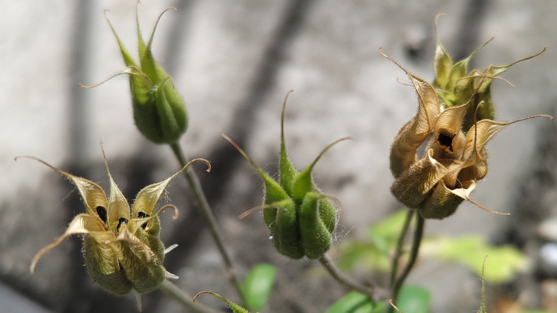 セイヨウオダマキの果実 横浜市旭区中希望が丘