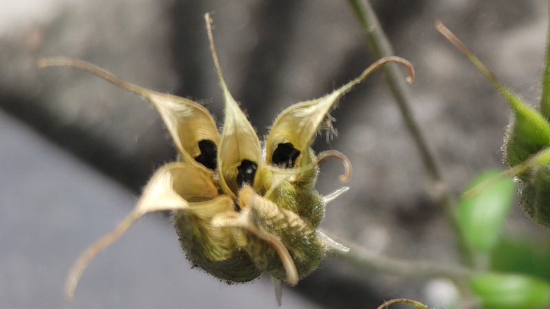 セイヨウオダマキの果実 横浜市旭区中希望が丘