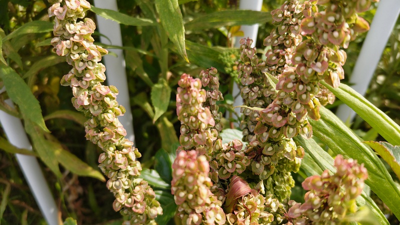 ナガバギシギシの花 横浜市旭区鶴ヶ峰本町