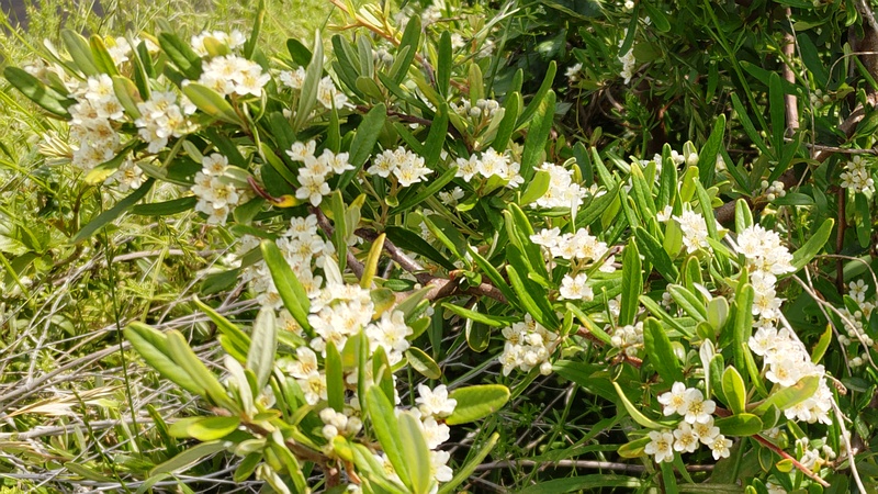 トベラの花 横浜市旭区鶴ヶ峰本町