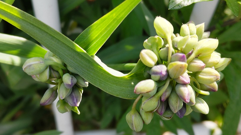 ムラサキツユクサの蕾 横浜市旭区今宿東町