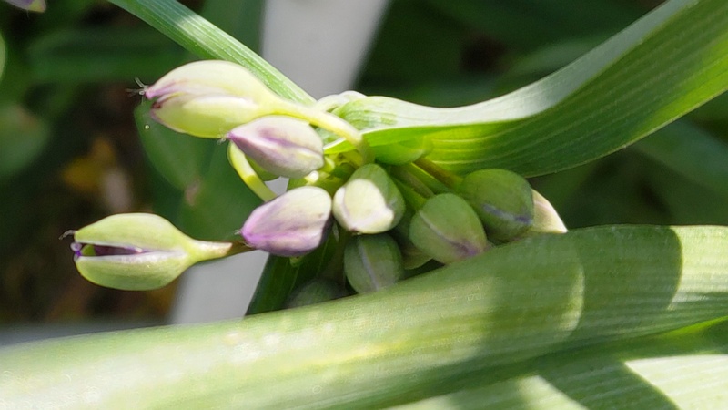 ムラサキツユクサの蕾 横浜市旭区今宿東町